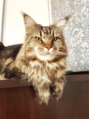 Maine Rakun, Maine Rakun, Mainecoon, Kediler, Büyük Kedi, Hayvan, Oyun, Dinlenme, Bakış, Kürk, Ağız, Kulak, Pençe, Arkadaş, Tüylü, Oyun, Evcil Hayvan, Yakışıklı, Güzel, Arkadaş, Gururlu, Uyku, Rüya, Kral, Canlı, Aşk, Mutluluk, Ukrayna, Ukrayna, Ukrayna