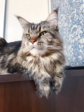 Maine Rakun, Maine Rakun, Mainecoon, Kediler, Büyük Kedi, Hayvan, Oyun, Dinlenme, Bakış, Kürk, Ağız, Kulak, Pençe, Arkadaş, Tüylü, Oyun, Evcil Hayvan, Yakışıklı, Güzel, Arkadaş, Gururlu, Uyku, Rüya, Kral, Canlı, Aşk, Mutluluk, Ukrayna, Ukrayna, Ukrayna