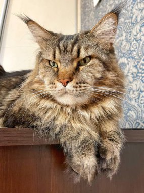 Maine Rakun, Maine Rakun, Mainecoon, Kediler, Büyük Kedi, Hayvan, Oyun, Dinlenme, Bakış, Kürk, Ağız, Kulak, Pençe, Arkadaş, Tüylü, Oyun, Evcil Hayvan, Yakışıklı, Güzel, Arkadaş, Gururlu, Uyku, Rüya, Kral, Canlı, Aşk, Mutluluk, Ukrayna, Ukrayna, Ukrayna