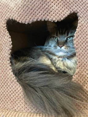 Maine Rakun, Maine Rakun, Mainecoon, Kediler, Büyük Kedi, Hayvan, Oyun, Dinlenme, Bakış, Kürk, Ağız, Kulak, Pençe, Arkadaş, Tüylü, Oyun, Evcil Hayvan, Yakışıklı, Güzel, Arkadaş, Gururlu, Uyku, Rüya, Kral, Canlı, Aşk, Mutluluk, Ukrayna, Ukrayna, Ukrayna