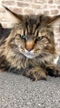 Maine Rakun, Maine Rakun, Mainecoon, Kediler, Büyük Kedi, Hayvan, Oyun, Dinlenme, Bakış, Kürk, Ağız, Kulak, Pençe, Arkadaş, Tüylü, Oyun, Evcil Hayvan, Yakışıklı, Güzel, Arkadaş, Gururlu, Uyku, Rüya, Kral, Canlı, Aşk, Mutluluk, Ukrayna, Ukrayna, Ukrayna