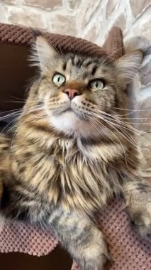 Maine Rakun, Maine Rakun, Mainecoon, Kediler, Büyük Kedi, Hayvan, Oyun, Dinlenme, Bakış, Kürk, Ağız, Kulak, Pençe, Arkadaş, Tüylü, Oyun, Evcil Hayvan, Yakışıklı, Güzel, Arkadaş, Gururlu, Uyku, Rüya, Kral, Canlı, Aşk, Mutluluk, Ukrayna, Ukrayna, Ukrayna
