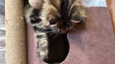 Maine Rakun, Maine Rakun, Mainecoon, Kediler, Büyük Kedi, Hayvan, Oyun, Dinlenme, Bakış, Kürk, Ağız, Kulak, Pençe, Arkadaş, Tüylü, Oyun, Evcil Hayvan, Yakışıklı, Güzel, Arkadaş, Gururlu, Uyku, Rüya, Kral, Canlı, Aşk, Mutluluk, Ukrayna, Ukrayna, Ukrayna