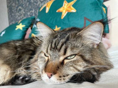 Maine Rakun, Maine Rakun, Mainecoon, Kediler, Büyük Kedi, Hayvan, Oyun, Dinlenme, Bakış, Kürk, Ağız, Kulak, Pençe, Arkadaş, Tüylü, Oyun, Evcil Hayvan, Yakışıklı, Güzel, Arkadaş, Gururlu, Uyku, Rüya, Kral, Canlı, Aşk, Mutluluk, Ukrayna, Ukrayna, Ukrayna