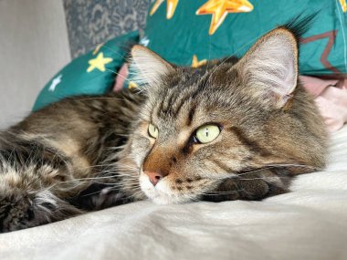 Maine Rakun, Maine Rakun, Mainecoon, Kediler, Büyük Kedi, Hayvan, Oyun, Dinlenme, Bakış, Kürk, Ağız, Kulak, Pençe, Arkadaş, Tüylü, Oyun, Evcil Hayvan, Yakışıklı, Güzel, Arkadaş, Gururlu, Uyku, Rüya, Kral, Canlı, Aşk, Mutluluk, Ukrayna, Ukrayna, Ukrayna