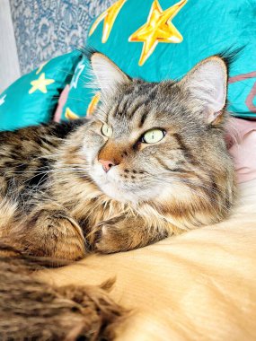 Maine Rakun, Maine Rakun, Mainecoon, Kediler, Büyük Kedi, Hayvan, Oyun, Dinlenme, Bakış, Kürk, Ağız, Kulak, Pençe, Arkadaş, Tüylü, Oyun, Evcil Hayvan, Yakışıklı, Güzel, Arkadaş, Gururlu, Uyku, Rüya, Kral, Canlı, Aşk, Mutluluk, Ukrayna, Ukrayna, Ukrayna