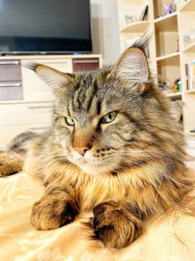 Maine Rakun, Maine Rakun, Mainecoon, Kediler, Büyük Kedi, Hayvan, Oyun, Dinlenme, Bakış, Kürk, Ağız, Kulak, Pençe, Arkadaş, Tüylü, Oyun, Evcil Hayvan, Yakışıklı, Güzel, Arkadaş, Gururlu, Uyku, Rüya, Kral, Canlı, Aşk, Mutluluk, Ukrayna, Ukrayna, Ukrayna