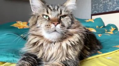 Cat, Maine Coon, Mainecoon, cats, big cat, animal, game, rest, look, fur, ağızlık, ears, paws, friend, friend, friend, friend, frifriend, furry, game, play, pet, home, beautiful, beautiful, endly, endly, sleep, dream, king, alive, life, love, happiness, Ukrainian, Ukrayna
