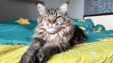 Cat, bed, Maine Coon, Maine Coon, Mainecoon, cats, big cat, animal, game, rest, look, fur, ağızlık, ears, paws, friend, friend, frifriend, furry, game, play, pet, home, beautiful, endly, sleep, dream, king, alive, life, love, happiness, Ukrainian, Ukrayna