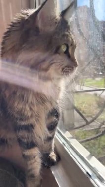 Doğa, hayvanlar, Maine Rakunu, kediler, büyük kedi, hayvan, oyun, dinlenme, bak, kürk, ağızlık, kulaklar, pençeler, arkadaş, kürk, oyun, evcil hayvan, yakışıklı, arkadaş, gurur, uyku, rüya, kral, canlı, yaşam, aşk, mutluluk, Ukrayna, Ukrayna, ilkbahar, Mainecoon 