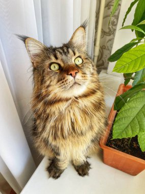 Maine Rakunu, Kediler, Büyük Kedi, Hayvan, Oyun, Dinlenme, Bakış, Kürk, Ağızlık, Kulaklar, Pençe, Arkadaş, Arkadaş, Tüylü, Oyun, Oyun, Evcil Hayvan, Yakışıklı, Güzel, Gururlu, Uyku, Rüya, Kral, Canlı, Hayat, Aşk, Mutluluk, Ukrayna, Ukrayna, Ukrayna, Mainecoon 