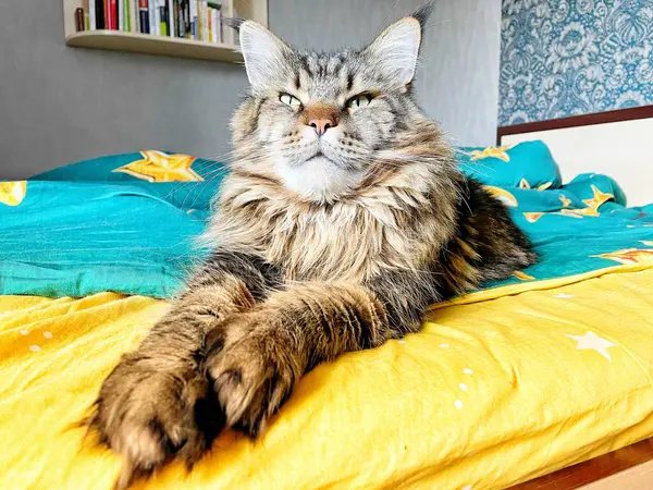 Maine Rakunu, Kediler, Büyük Kedi, Hayvan, Oyun, Dinlenme, Bakış, Kürk, Ağızlık, Kulaklar, Pençe, Arkadaş, Arkadaş, Tüylü, Oyun, Oyun, Evcil Hayvan, Yakışıklı, Güzel, Gururlu, Uyku, Rüya, Kral, Canlı, Hayat, Aşk, Mutluluk, Ukrayna, Ukrayna, Ukrayna, Mainecoon 