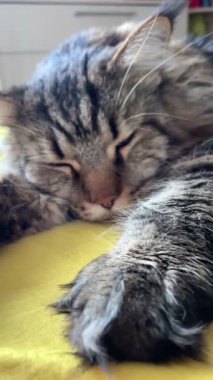 Maine Rakunu, Kediler, Büyük Kedi, Hayvan, Oyun, Dinlenme, Bakış, Kürk, Ağız, Kulak, Pençe, Arkadaş, Arkadaş, Tüylü, Oyun, Oyun, Evcil Hayvan, Yakışıklı, Güzel, Gururlu, Uyku, Rüya, Kral, Canlı, Aşk, Ukrayna, Ukrayna, Ukrayna