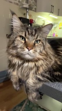 Kedi, kedi, büyük kedi, oyun, dinlenme, masa, mutfak, Mainecoon, Maine rakunu, evcil hayvan