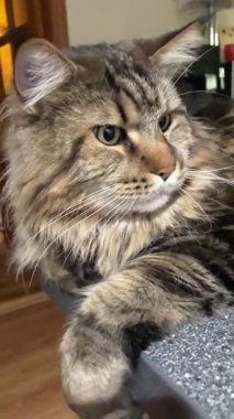 Kedi, kedi, büyük kedi, oyun, dinlenme, masa, mutfak, Mainecoon, Maine rakunu, evcil hayvan