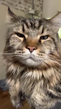 Kedi, kedi, büyük kedi, oyun, dinlenme, masa, mutfak, Mainecoon, Maine rakunu, evcil hayvan