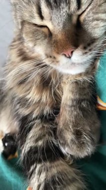 Maine Rakun, Mainecoon Kedileri, Büyük Kedi, Hayvan, Oyun, Dinlenme, Bakış, Kürk, Ağız, Kulak, Pençe, Arkadaş, Tüylü, Oyun, Evcil Hayvan, Yakışıklı, Güzel, Arkadaş, Gururlu, Uyku, Rüya, Kral, Canlı, Aşk, Mutluluk, Ukrayna, Ukrayna, Ukrayna