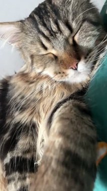 Maine Rakun, Mainecoon Kedileri, Büyük Kedi, Hayvan, Oyun, Dinlenme, Bakış, Kürk, Ağız, Kulak, Pençe, Arkadaş, Tüylü, Oyun, Evcil Hayvan, Yakışıklı, Güzel, Arkadaş, Gururlu, Uyku, Rüya, Kral, Canlı, Aşk, Mutluluk, Ukrayna, Ukrayna, Ukrayna