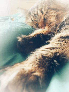 Maine Rakun, Mainecoon Kedileri, Büyük Kedi, Hayvan, Oyun, Dinlenme, Bakış, Kürk, Ağız, Kulak, Pençe, Arkadaş, Tüylü, Oyun, Evcil Hayvan, Yakışıklı, Güzel, Arkadaş, Gururlu, Uyku, Rüya, Kral, Canlı, Aşk, Mutluluk, Ukrayna, Ukrayna, Ukrayna