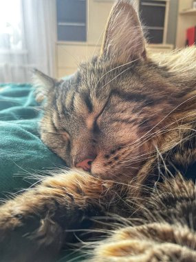 Maine Rakun, Mainecoon Kedileri, Büyük Kedi, Hayvan, Oyun, Dinlenme, Bakış, Kürk, Ağız, Kulak, Pençe, Arkadaş, Tüylü, Oyun, Evcil Hayvan, Yakışıklı, Güzel, Arkadaş, Gururlu, Uyku, Rüya, Kral, Canlı, Aşk, Mutluluk, Ukrayna, Ukrayna, Ukrayna