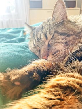 Maine Rakun, Mainecoon Kedileri, Büyük Kedi, Hayvan, Oyun, Dinlenme, Bakış, Kürk, Ağız, Kulak, Pençe, Arkadaş, Tüylü, Oyun, Evcil Hayvan, Yakışıklı, Güzel, Arkadaş, Gururlu, Uyku, Rüya, Kral, Canlı, Aşk, Mutluluk, Ukrayna, Ukrayna, Ukrayna