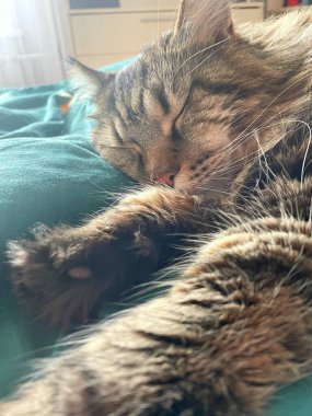 Maine Rakun, Mainecoon Kedileri, Büyük Kedi, Hayvan, Oyun, Dinlenme, Bakış, Kürk, Ağız, Kulak, Pençe, Arkadaş, Tüylü, Oyun, Evcil Hayvan, Yakışıklı, Güzel, Arkadaş, Gururlu, Uyku, Rüya, Kral, Canlı, Aşk, Mutluluk, Ukrayna, Ukrayna, Ukrayna