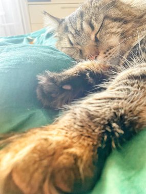 Maine Rakun, Mainecoon Kedileri, Büyük Kedi, Hayvan, Oyun, Dinlenme, Bakış, Kürk, Ağız, Kulak, Pençe, Arkadaş, Tüylü, Oyun, Evcil Hayvan, Yakışıklı, Güzel, Arkadaş, Gururlu, Uyku, Rüya, Kral, Canlı, Aşk, Mutluluk, Ukrayna, Ukrayna, Ukrayna