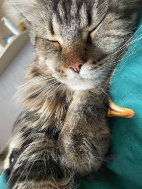 Maine Rakun, Mainecoon Kedileri, Büyük Kedi, Hayvan, Oyun, Dinlenme, Bakış, Kürk, Ağız, Kulak, Pençe, Arkadaş, Tüylü, Oyun, Evcil Hayvan, Yakışıklı, Güzel, Arkadaş, Gururlu, Uyku, Rüya, Kral, Canlı, Aşk, Mutluluk, Ukrayna, Ukrayna, Ukrayna