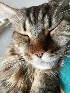 Maine Rakun, Mainecoon Kedileri, Büyük Kedi, Hayvan, Oyun, Dinlenme, Bakış, Kürk, Ağız, Kulak, Pençe, Arkadaş, Tüylü, Oyun, Evcil Hayvan, Yakışıklı, Güzel, Arkadaş, Gururlu, Uyku, Rüya, Kral, Canlı, Aşk, Mutluluk, Ukrayna, Ukrayna, Ukrayna