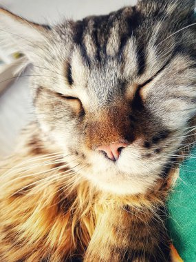 Maine Rakun, Mainecoon Kedileri, Büyük Kedi, Hayvan, Oyun, Dinlenme, Bakış, Kürk, Ağız, Kulak, Pençe, Arkadaş, Tüylü, Oyun, Evcil Hayvan, Yakışıklı, Güzel, Arkadaş, Gururlu, Uyku, Rüya, Kral, Canlı, Aşk, Mutluluk, Ukrayna, Ukrayna, Ukrayna