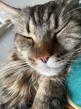 Maine Rakun, Mainecoon Kedileri, Büyük Kedi, Hayvan, Oyun, Dinlenme, Bakış, Kürk, Ağız, Kulak, Pençe, Arkadaş, Tüylü, Oyun, Evcil Hayvan, Yakışıklı, Güzel, Arkadaş, Gururlu, Uyku, Rüya, Kral, Canlı, Aşk, Mutluluk, Ukrayna, Ukrayna, Ukrayna