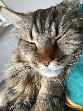 Maine Rakun, Mainecoon Kedileri, Büyük Kedi, Hayvan, Oyun, Dinlenme, Bakış, Kürk, Ağız, Kulak, Pençe, Arkadaş, Tüylü, Oyun, Evcil Hayvan, Yakışıklı, Güzel, Arkadaş, Gururlu, Uyku, Rüya, Kral, Canlı, Aşk, Mutluluk, Ukrayna, Ukrayna, Ukrayna