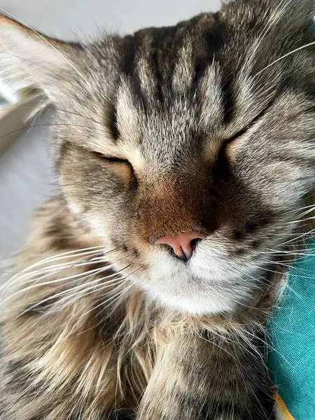 Maine Rakun, Mainecoon Kedileri, Büyük Kedi, Hayvan, Oyun, Dinlenme, Bakış, Kürk, Ağız, Kulak, Pençe, Arkadaş, Tüylü, Oyun, Evcil Hayvan, Yakışıklı, Güzel, Arkadaş, Gururlu, Uyku, Rüya, Kral, Canlı, Aşk, Mutluluk, Ukrayna, Ukrayna, Ukrayna