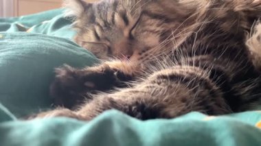 Maine Rakun, Mainecoon Kedileri, Büyük Kedi, Hayvan, Oyun, Dinlenme, Bakış, Kürk, Ağız, Kulak, Pençe, Arkadaş, Tüylü, Oyun, Evcil Hayvan, Yakışıklı, Güzel, Arkadaş, Gururlu, Uyku, Rüya, Kral, Canlı, Aşk, Mutluluk, Ukrayna, Ukrayna, Ukrayna