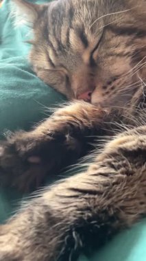 Maine Rakun, Mainecoon Kedileri, Büyük Kedi, Hayvan, Oyun, Dinlenme, Bakış, Kürk, Ağız, Kulak, Pençe, Arkadaş, Tüylü, Oyun, Evcil Hayvan, Yakışıklı, Güzel, Arkadaş, Gururlu, Uyku, Rüya, Kral, Canlı, Aşk, Mutluluk, Ukrayna, Ukrayna, Ukrayna