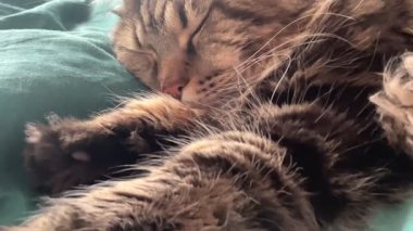 Maine Rakun, Mainecoon Kedileri, Büyük Kedi, Hayvan, Oyun, Dinlenme, Bakış, Kürk, Ağız, Kulak, Pençe, Arkadaş, Tüylü, Oyun, Evcil Hayvan, Yakışıklı, Güzel, Arkadaş, Gururlu, Uyku, Rüya, Kral, Canlı, Aşk, Mutluluk, Ukrayna, Ukrayna, Ukrayna