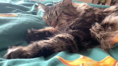 Maine Rakun, Mainecoon Kedileri, Büyük Kedi, Hayvan, Oyun, Dinlenme, Bakış, Kürk, Ağız, Kulak, Pençe, Arkadaş, Tüylü, Oyun, Evcil Hayvan, Yakışıklı, Güzel, Arkadaş, Gururlu, Uyku, Rüya, Kral, Canlı, Aşk, Mutluluk, Ukrayna, Ukrayna, Ukrayna