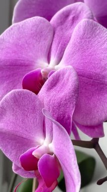 Mor orkideler, orkide, çiçek, çiçekler, doğa, yaşam, bitkiler.