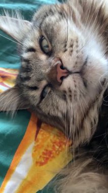 Maine Rakunu, Kediler, Büyük Kedi, Hayvan, Oyun, Dinlenme, Bakış, Kürk, Ağız, Kulak, Pençe, Arkadaş, Tüylü, Oyun, Evcil Hayvan, Yakışıklı, Güzel, Arkadaş, Gururlu, Uyku, Rüya, Kral, Canlı, Aşk, Mutluluk, Ukrayna, Ukrayna, Ukrayna