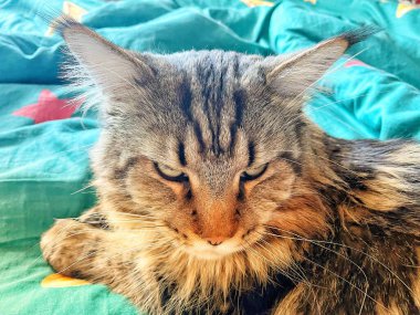 Maine Rakunu, Kediler, Büyük Kedi, Hayvan, Oyun, Dinlenme, Bakış, Kürk, Ağız, Kulak, Pençe, Arkadaş, Tüylü, Oyun, Evcil Hayvan, Yakışıklı, Güzel, Arkadaş, Gururlu, Uyku, Rüya, Kral, Canlı, Aşk, Mutluluk, Ukrayna, Ukrayna, Ukrayna