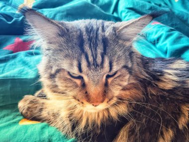 Maine Rakunu, Kediler, Büyük Kedi, Hayvan, Oyun, Dinlenme, Bakış, Kürk, Ağız, Kulak, Pençe, Arkadaş, Tüylü, Oyun, Evcil Hayvan, Yakışıklı, Güzel, Arkadaş, Gururlu, Uyku, Rüya, Kral, Canlı, Aşk, Mutluluk, Ukrayna, Ukrayna, Ukrayna