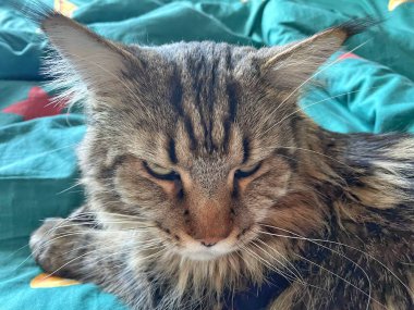 Maine Rakunu, Kediler, Büyük Kedi, Hayvan, Oyun, Dinlenme, Bakış, Kürk, Ağız, Kulak, Pençe, Arkadaş, Tüylü, Oyun, Evcil Hayvan, Yakışıklı, Güzel, Arkadaş, Gururlu, Uyku, Rüya, Kral, Canlı, Aşk, Mutluluk, Ukrayna, Ukrayna, Ukrayna