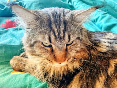 Maine Rakunu, Kediler, Büyük Kedi, Hayvan, Oyun, Dinlenme, Bakış, Kürk, Ağız, Kulak, Pençe, Arkadaş, Tüylü, Oyun, Evcil Hayvan, Yakışıklı, Güzel, Arkadaş, Gururlu, Uyku, Rüya, Kral, Canlı, Aşk, Mutluluk, Ukrayna, Ukrayna, Ukrayna