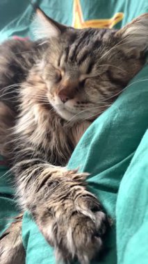 Maine Rakunu, Kediler, Büyük Kedi, Hayvan, Oyun, Dinlenme, Bakış, Kürk, Ağız, Kulak, Pençe, Arkadaş, Tüylü, Oyun, Evcil Hayvan, Yakışıklı, Güzel, Arkadaş, Gururlu, Uyku, Rüya, Kral, Canlı, Aşk, Mutluluk, Ukrayna, Ukrayna, Ukrayna