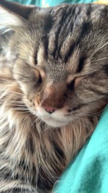 Maine Rakunu, Kediler, Büyük Kedi, Hayvan, Oyun, Dinlenme, Bakış, Kürk, Ağız, Kulak, Pençe, Arkadaş, Tüylü, Oyun, Evcil Hayvan, Yakışıklı, Güzel, Arkadaş, Gururlu, Uyku, Rüya, Kral, Canlı, Aşk, Mutluluk, Ukrayna, Ukrayna, Ukrayna