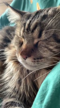 Maine Rakunu, Kediler, Büyük Kedi, Hayvan, Oyun, Dinlenme, Bakış, Kürk, Ağız, Kulak, Pençe, Arkadaş, Tüylü, Oyun, Evcil Hayvan, Yakışıklı, Güzel, Arkadaş, Gururlu, Uyku, Rüya, Kral, Canlı, Aşk, Mutluluk, Ukrayna, Ukrayna, Ukrayna