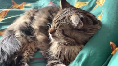 Maine Rakunu, Kediler, Büyük Kedi, Hayvan, Oyun, Dinlenme, Bakış, Kürk, Ağız, Kulak, Pençe, Arkadaş, Tüylü, Oyun, Evcil Hayvan, Yakışıklı, Güzel, Arkadaş, Gururlu, Uyku, Rüya, Kral, Canlı, Aşk, Mutluluk, Ukrayna, Ukrayna, Ukrayna