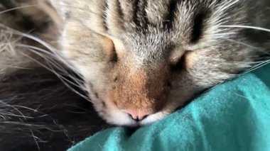 Maine Rakunu, Kediler, Büyük Kedi, Hayvan, Oyun, Dinlenme, Bakış, Kürk, Ağız, Kulak, Pençe, Arkadaş, Tüylü, Oyun, Evcil Hayvan, Yakışıklı, Güzel, Arkadaş, Gururlu, Uyku, Rüya, Kral, Canlı, Aşk, Mutluluk, Ukrayna, Ukrayna, Ukrayna