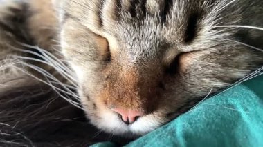 Maine Rakunu, Kediler, Büyük Kedi, Hayvan, Oyun, Dinlenme, Bakış, Kürk, Ağız, Kulak, Pençe, Arkadaş, Tüylü, Oyun, Evcil Hayvan, Yakışıklı, Güzel, Arkadaş, Gururlu, Uyku, Rüya, Kral, Canlı, Aşk, Mutluluk, Ukrayna, Ukrayna, Ukrayna