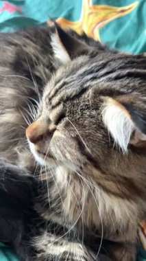 Maine Rakunu, Kediler, Büyük Kedi, Hayvan, Oyun, Dinlenme, Bakış, Kürk, Ağız, Kulak, Pençe, Arkadaş, Tüylü, Oyun, Evcil Hayvan, Yakışıklı, Güzel, Arkadaş, Gururlu, Uyku, Rüya, Kral, Canlı, Aşk, Mutluluk, Ukrayna, Ukrayna, Ukrayna